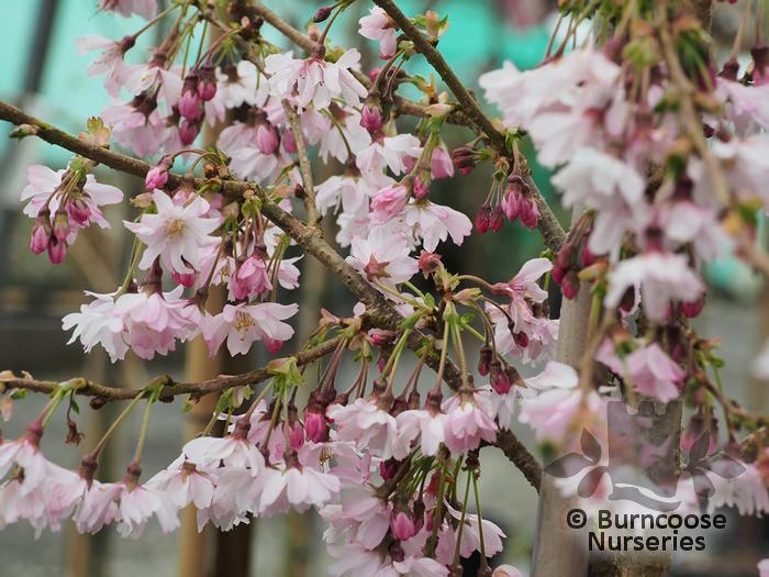 Prunus Subhirtella 'autumnalis' - View 12 from www redcrocus com
