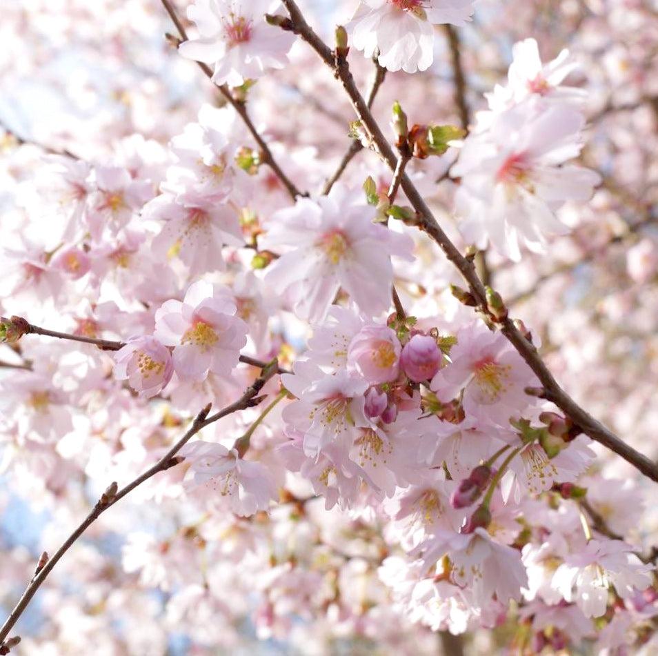 Prunus Subhirtella 'autumnalis' - View 13 from www redcrocus com