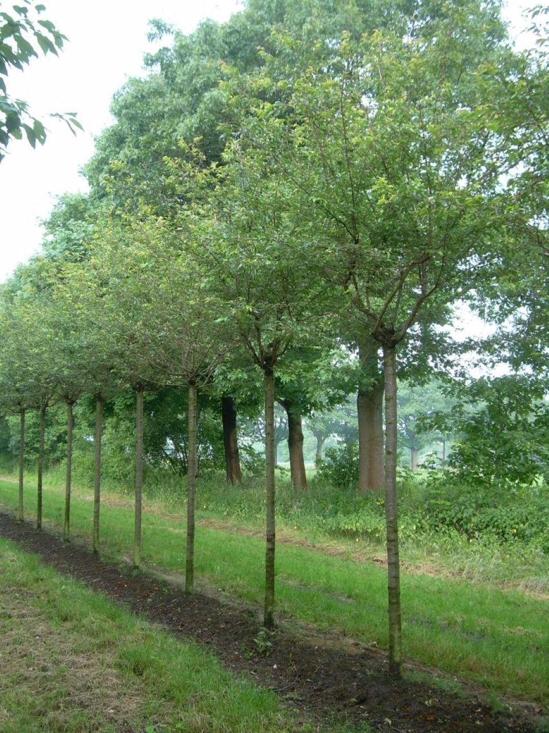 Prunus Subhirtella 'autumnalis' - View 17 from www redcrocus com