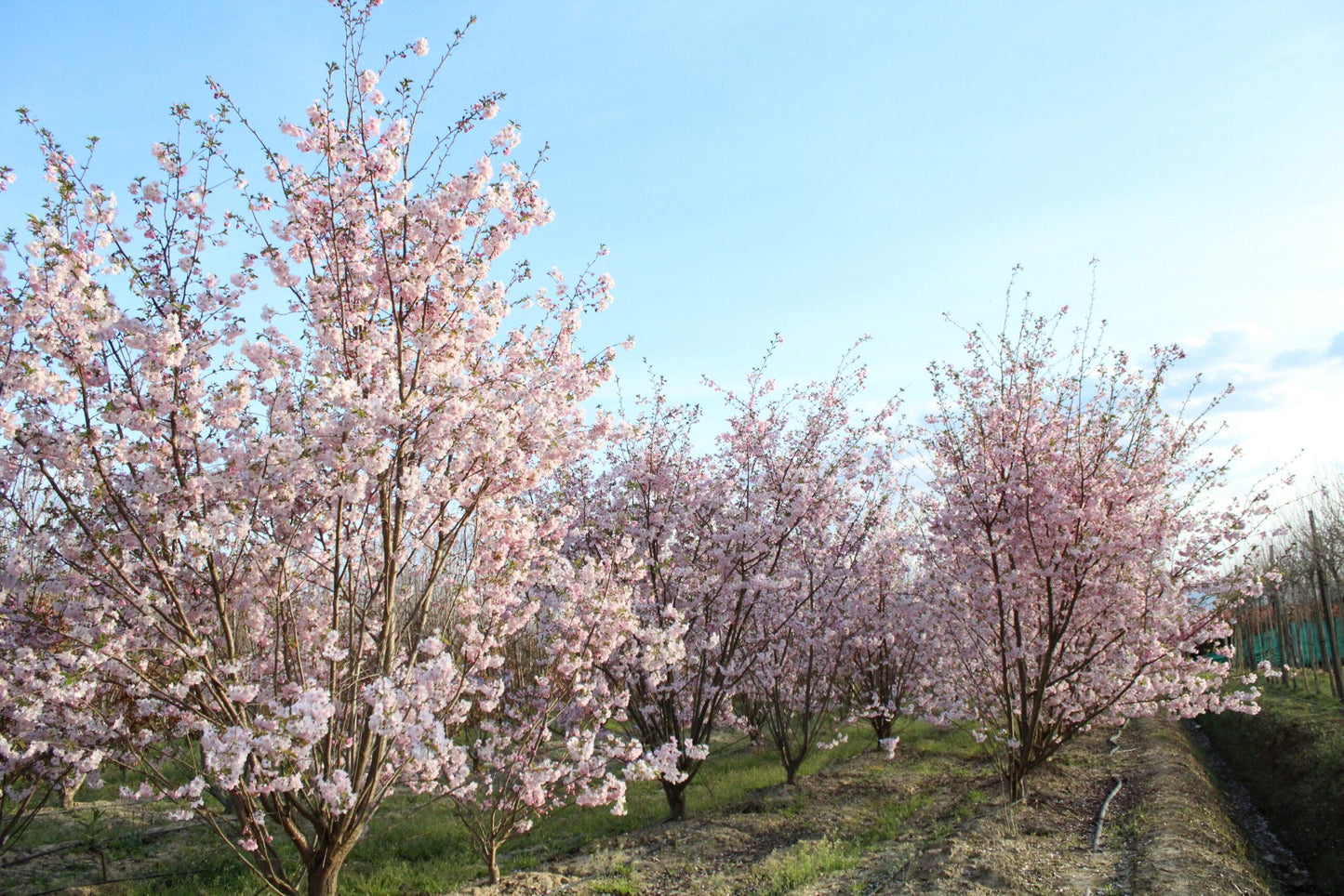 Prunus Subhirtella 'autumnalis' - View 18 from www redcrocus com