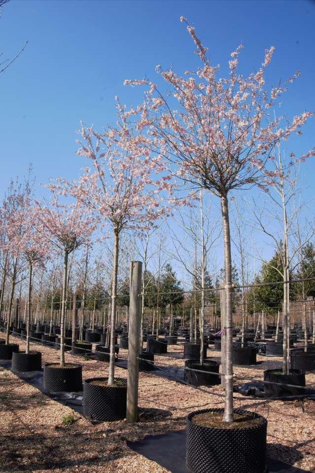 Prunus Subhirtella 'autumnalis' - View 19 from www redcrocus com