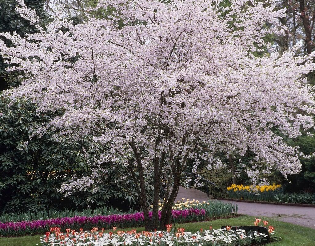 Prunus Subhirtella 'autumnalis' - View 1 from www redcrocus com