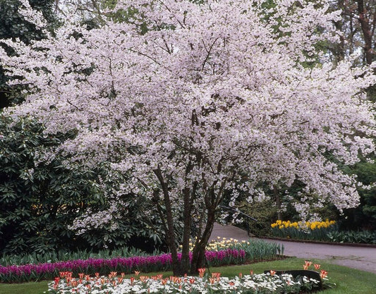 Prunus Subhirtella 'autumnalis' - View 1 from www redcrocus com