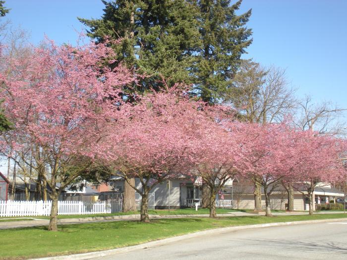 Prunus Subhirtella 'autumnalis' - View 21 from www redcrocus com