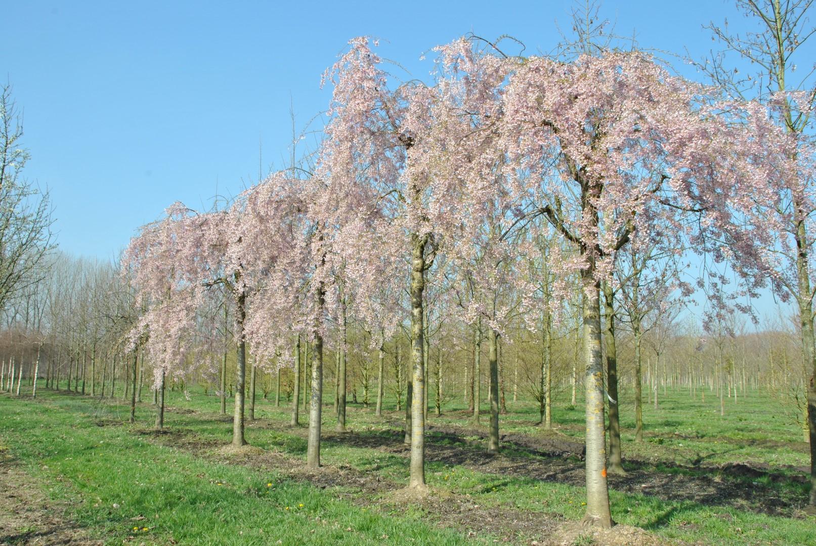 Prunus Subhirtella 'autumnalis' - View 22 from www redcrocus com