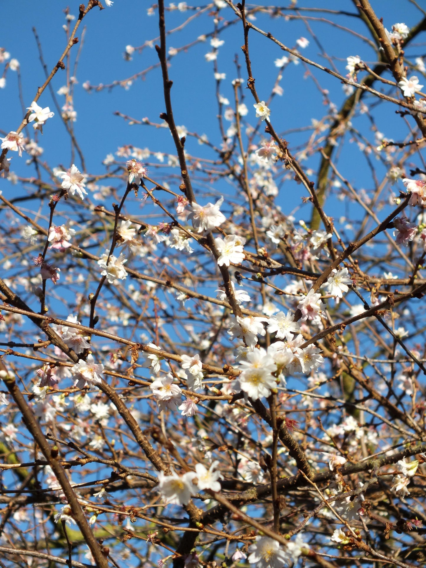 Prunus Subhirtella 'autumnalis' - View 23 from www redcrocus com