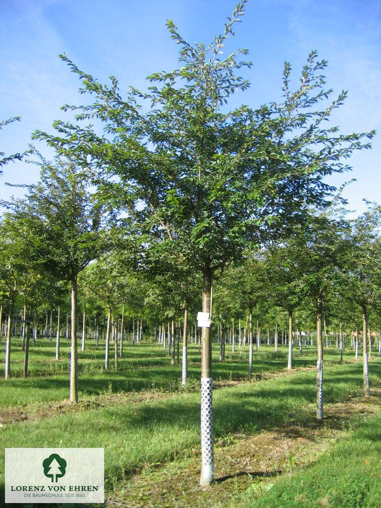 Prunus Subhirtella 'autumnalis' - View 25 from www redcrocus com