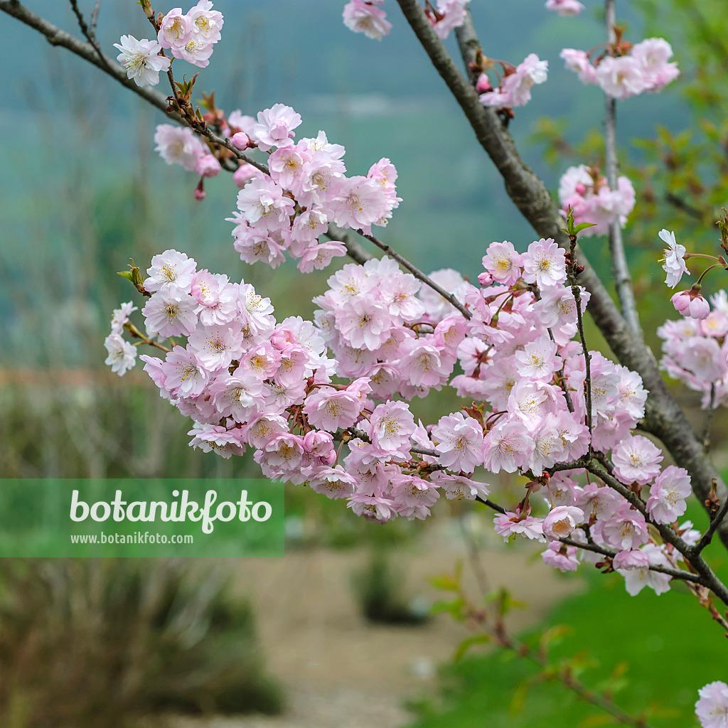 Prunus Subhirtella 'autumnalis' - View 26 from www redcrocus com