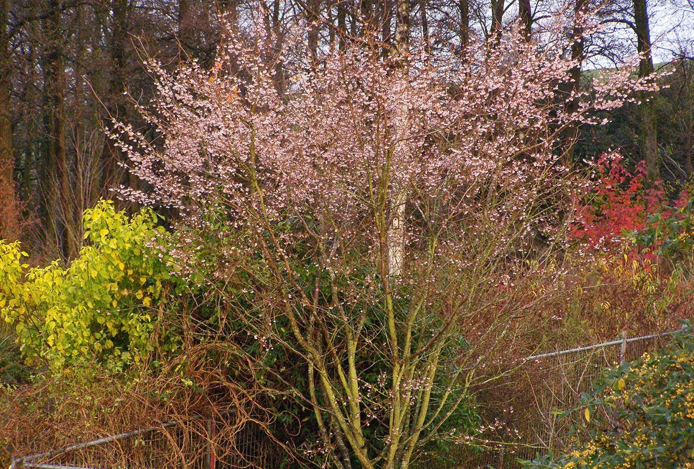 Prunus Subhirtella 'autumnalis' - View 27 from www redcrocus com
