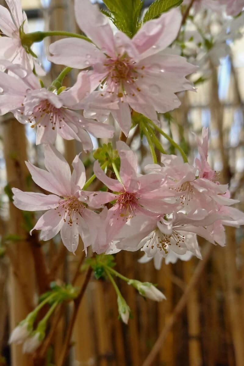 Prunus Subhirtella 'autumnalis' - View 28 from www redcrocus com