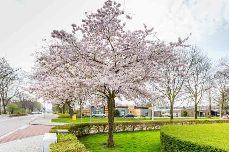 Prunus Subhirtella 'autumnalis' - View 2 from www redcrocus com