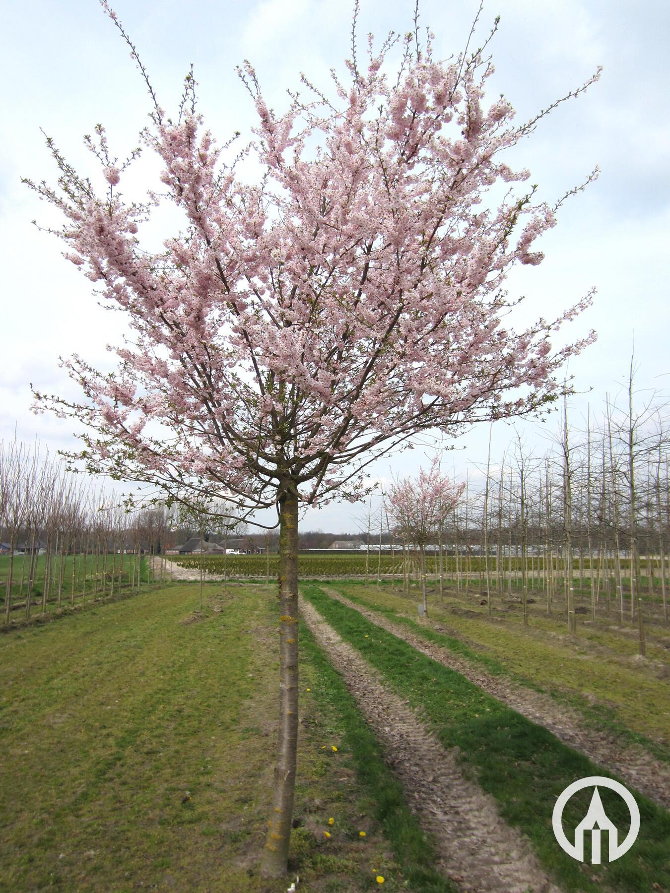 Prunus Subhirtella 'autumnalis' - View 30 from www redcrocus com