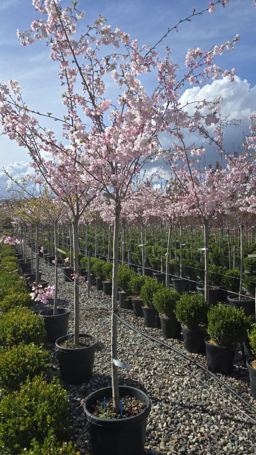 Prunus Subhirtella 'autumnalis' - View 31 from www redcrocus com
