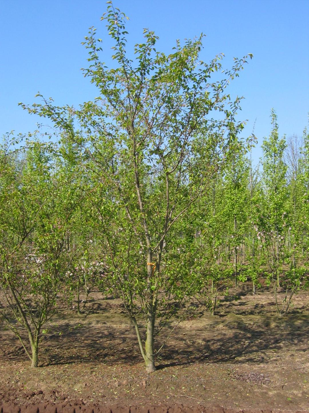 Prunus Subhirtella 'autumnalis' - View 32 from www redcrocus com