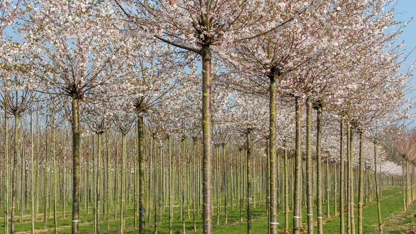 Prunus Subhirtella 'autumnalis' - View 33 from www redcrocus com
