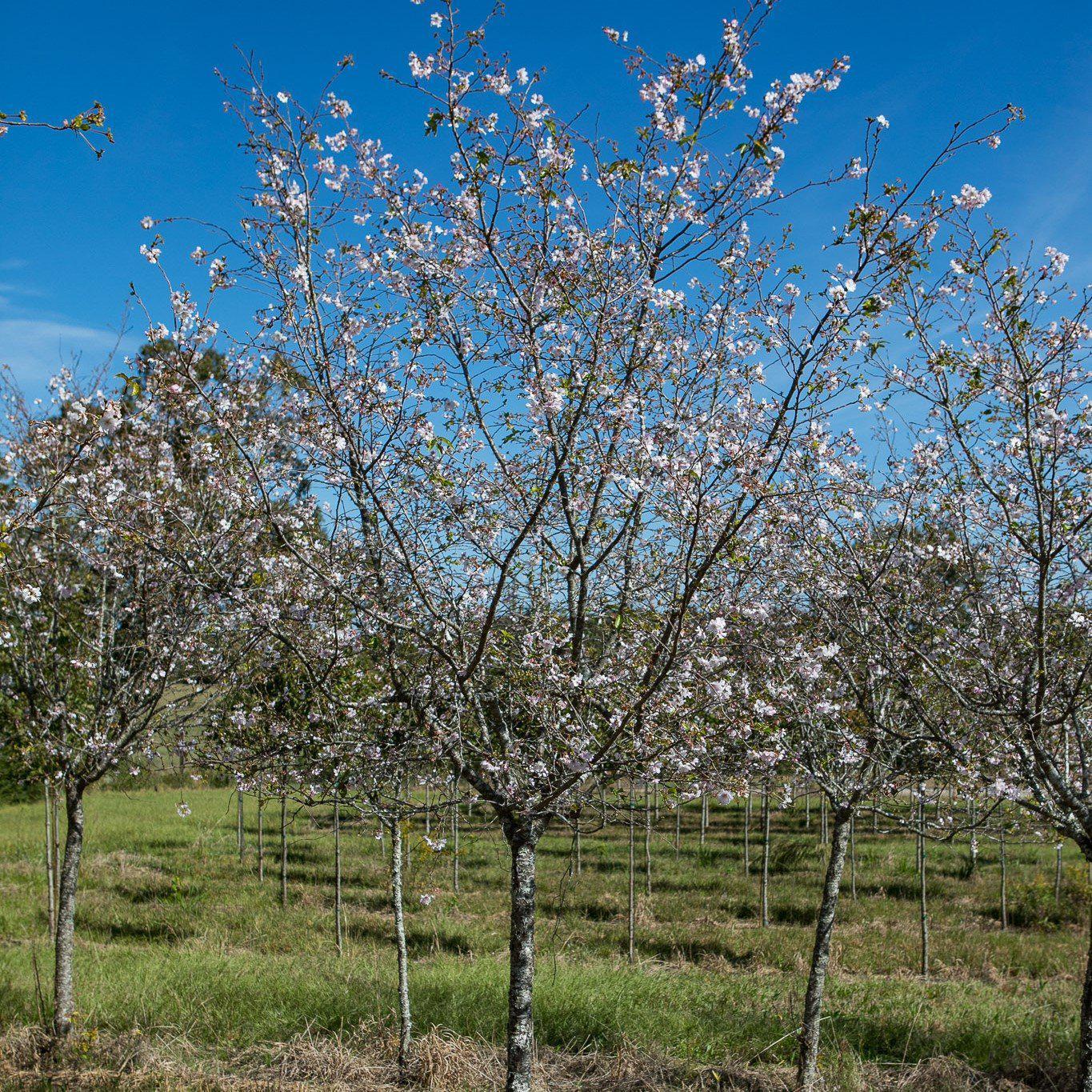 Prunus Subhirtella 'autumnalis' - View 3 from www redcrocus com