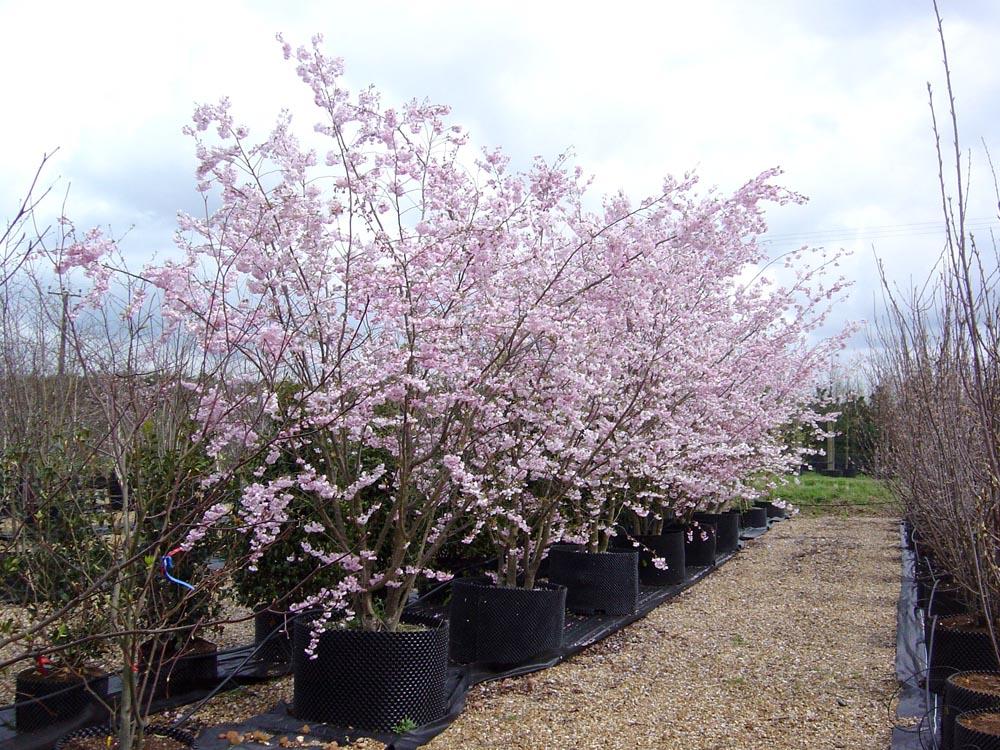 Prunus Subhirtella 'autumnalis' - View 4 from www redcrocus com
