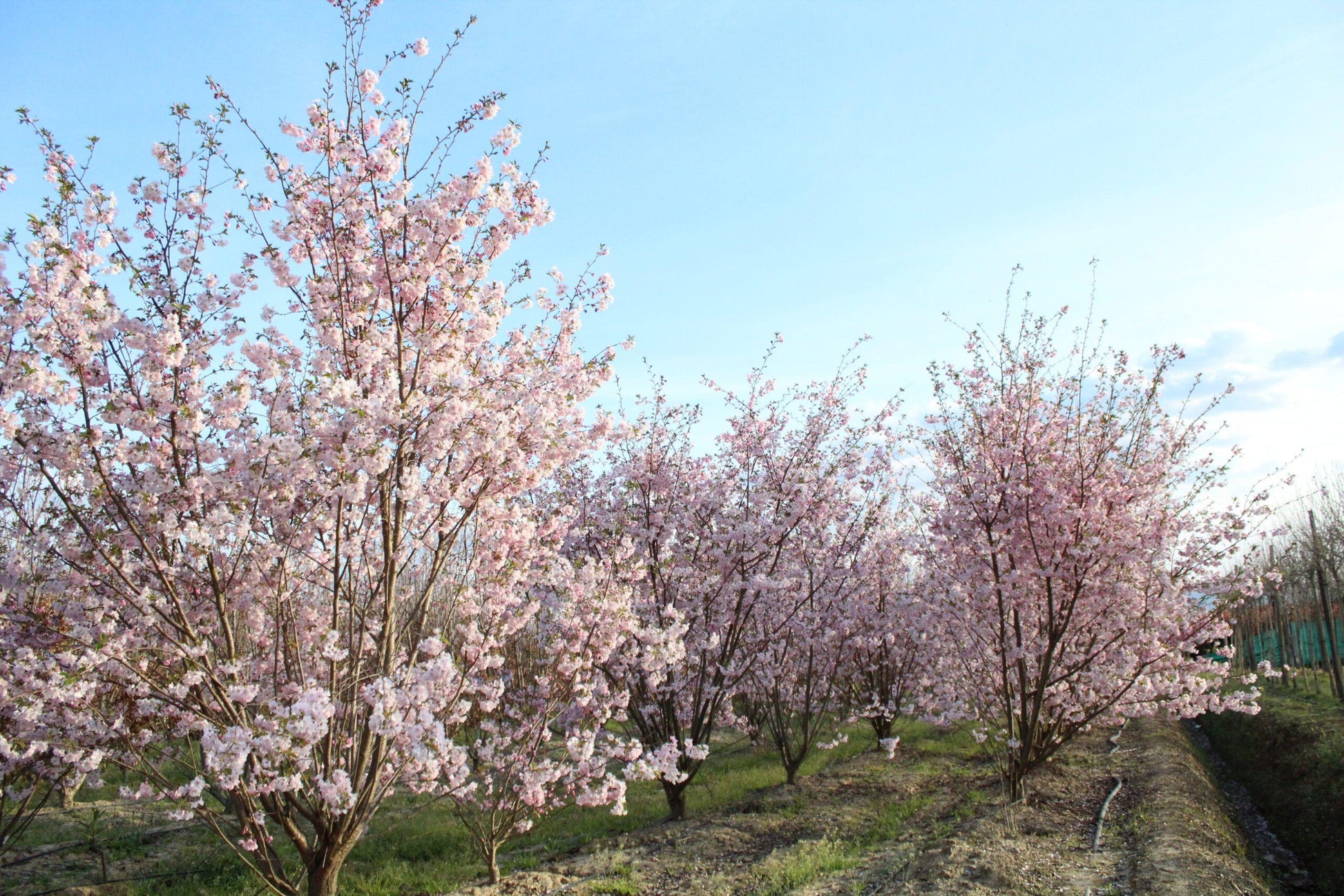Prunus Subhirtella 'autumnalis' - View 6 from www redcrocus com