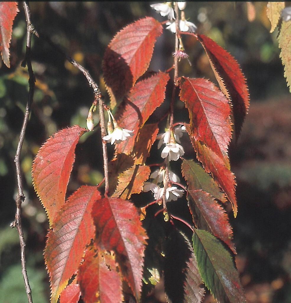Prunus Subhirtella 'autumnalis' - View 8 from www redcrocus com