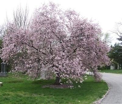 Prunus Subhirtella 'autumnalis' - View 9 from www redcrocus com