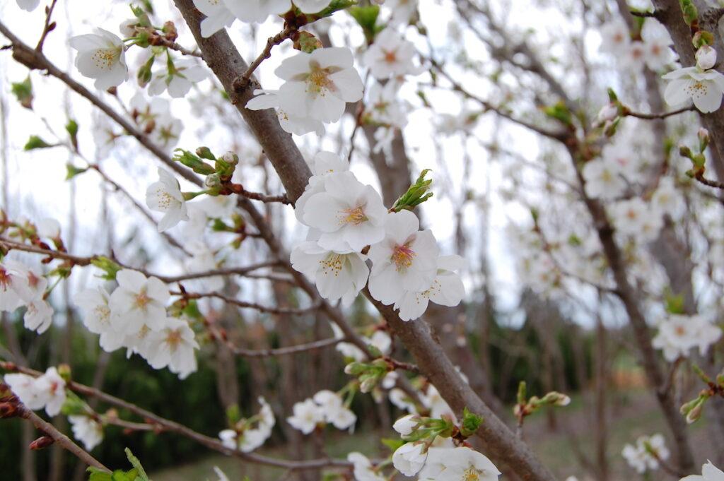 Prunus Serrulata Snow Goose - View 11 from www redcrocus com