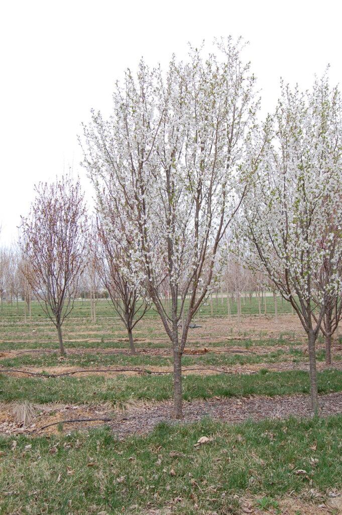 Prunus Serrulata Snow Goose - View 12 from www redcrocus com