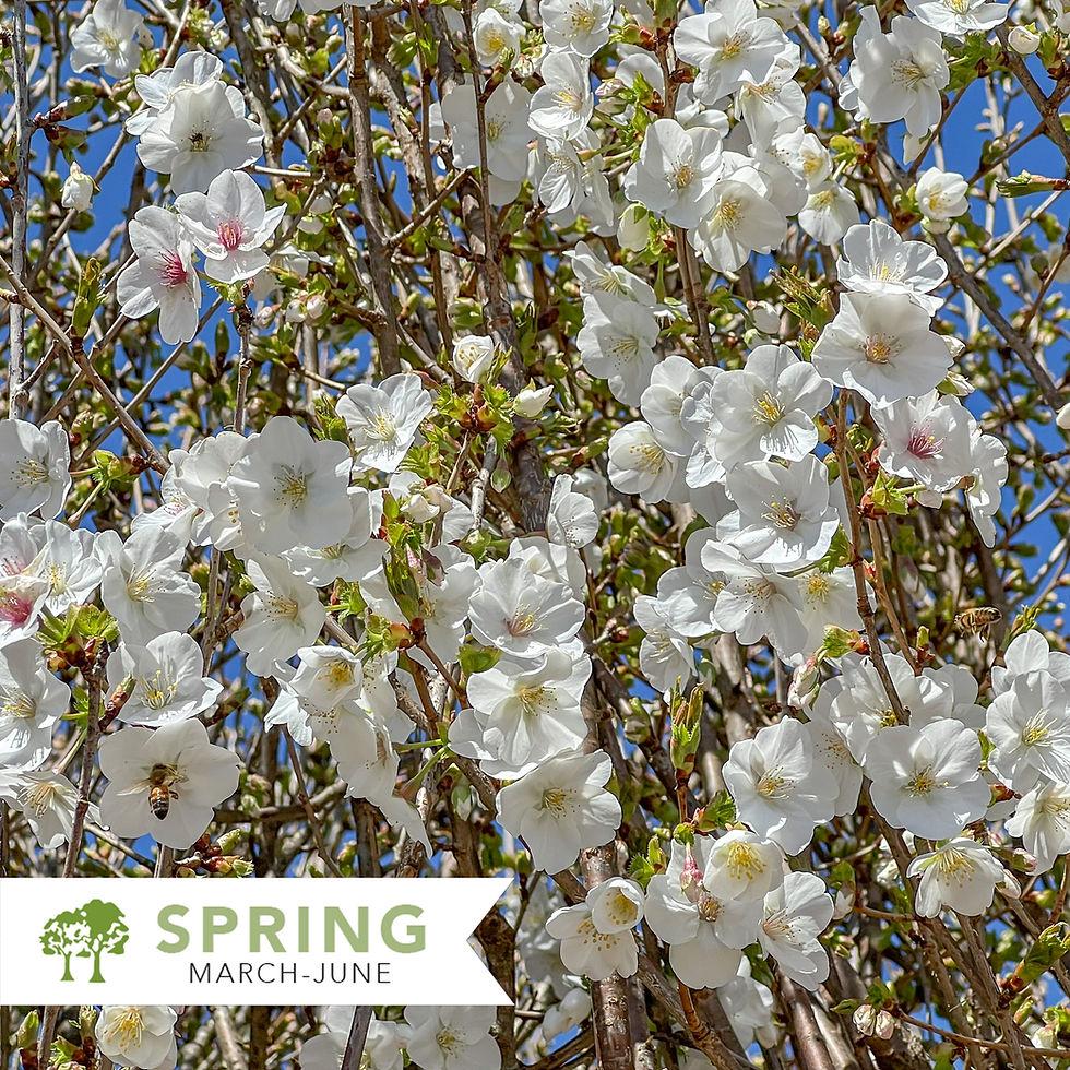 Prunus Serrulata Snow Goose - View 16 from www redcrocus com