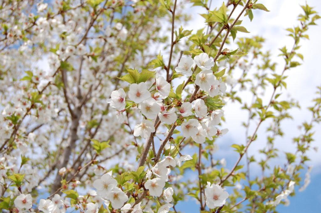 Prunus Serrulata Snow Goose - View 3 from www redcrocus com