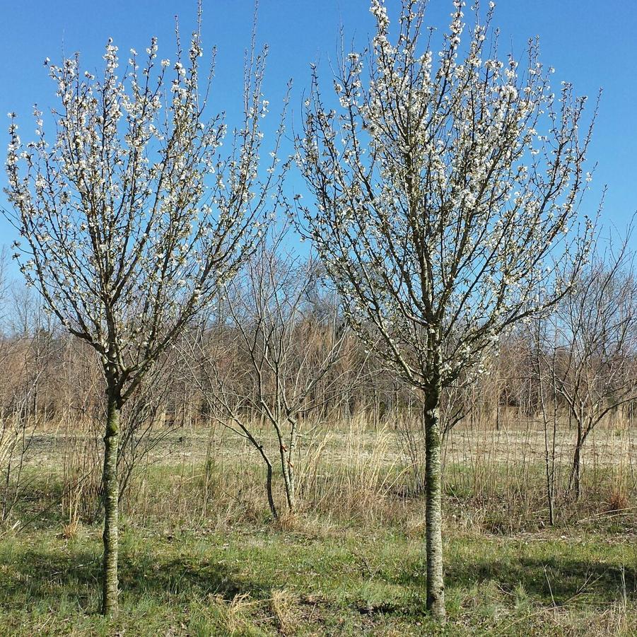 Prunus Serrulata Snow Goose - View 8 from www redcrocus com