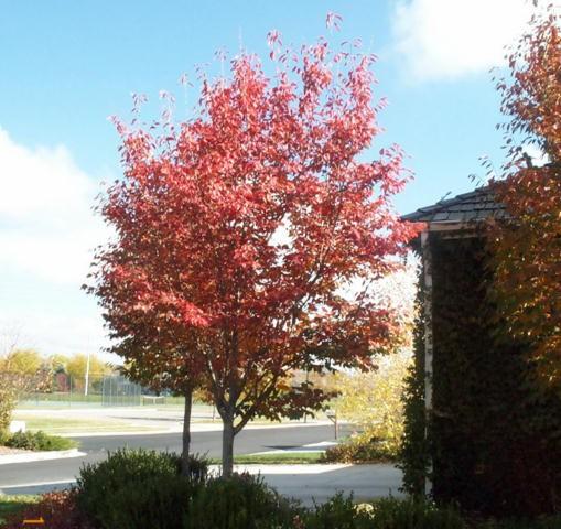 Amelanchier Grandiflora Autumn Brilliance Single Stem - View 11 from www redcrocus com