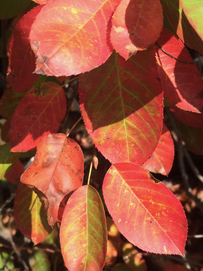 Amelanchier Grandiflora Autumn Brilliance Single Stem - View 12 from www redcrocus com