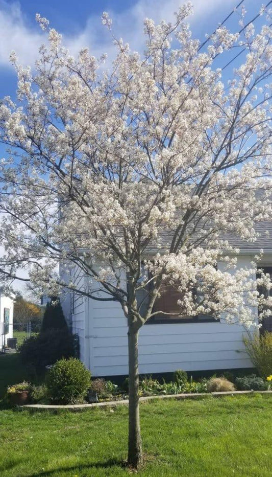 Amelanchier Grandiflora Autumn Brilliance Single Stem - View 13 from www redcrocus com