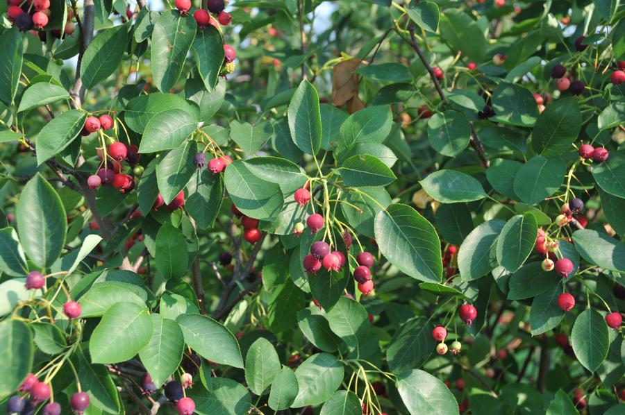 Amelanchier Grandiflora Autumn Brilliance Single Stem - View 5 from www redcrocus com