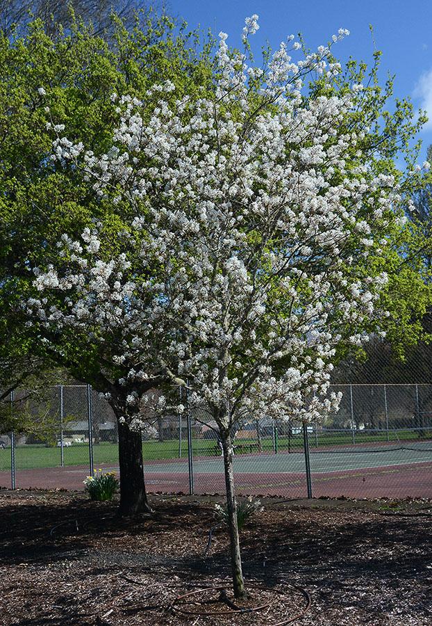 Amelanchier Grandiflora Autumn Brilliance Single Stem - View 7 from www redcrocus com