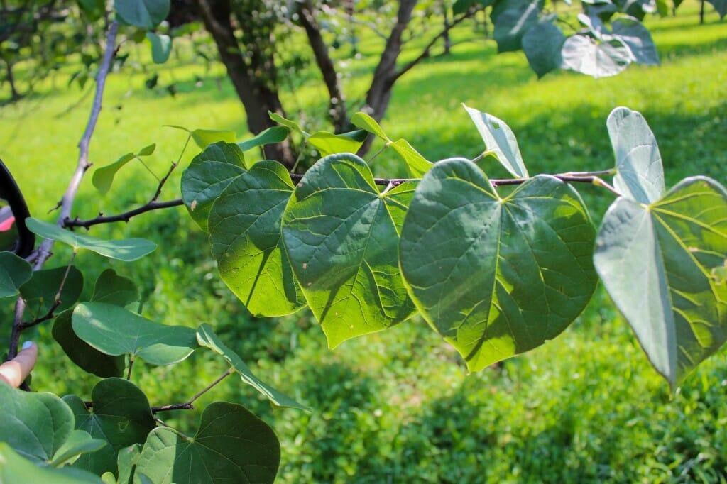 Cercis Canadensis Multi Stem - View 13 from www redcrocus com