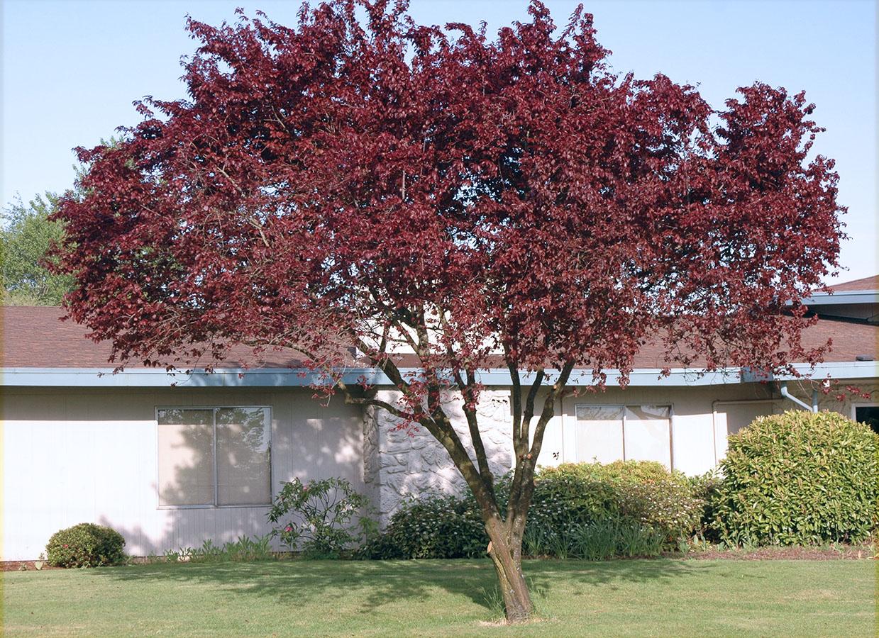 Prunus Cerasifera Thundercloud - View 5 from www redcrocus com