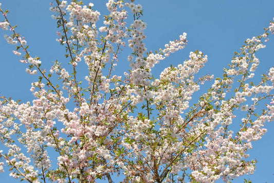 Prunus Subhirtella Autumnalis - View 10 from www redcrocus com