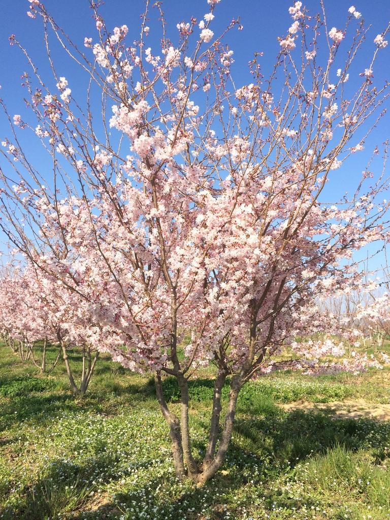 Prunus Subhirtella Autumnalis - View 12 from www redcrocus com