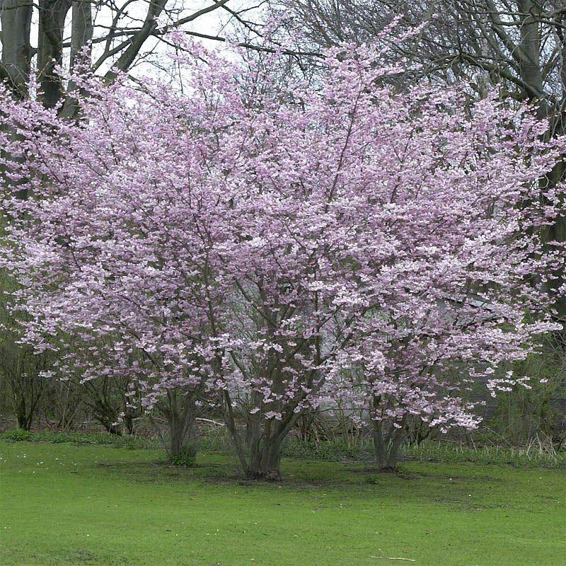 Prunus Subhirtella Autumnalis - View 7 from www redcrocus com