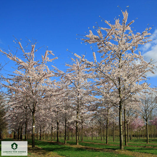 Prunus Yedoensis - View 10 from www redcrocus com