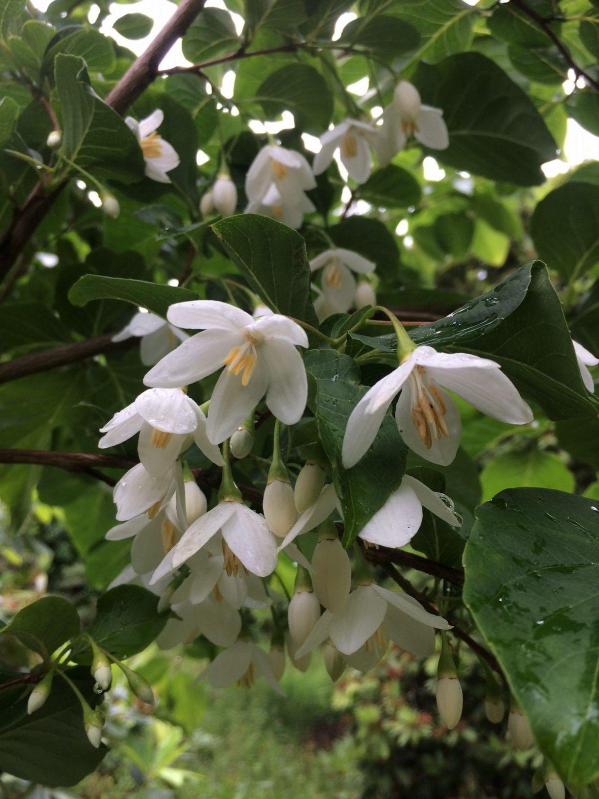 Styrax Japonicus - View 13 from www redcrocus com
