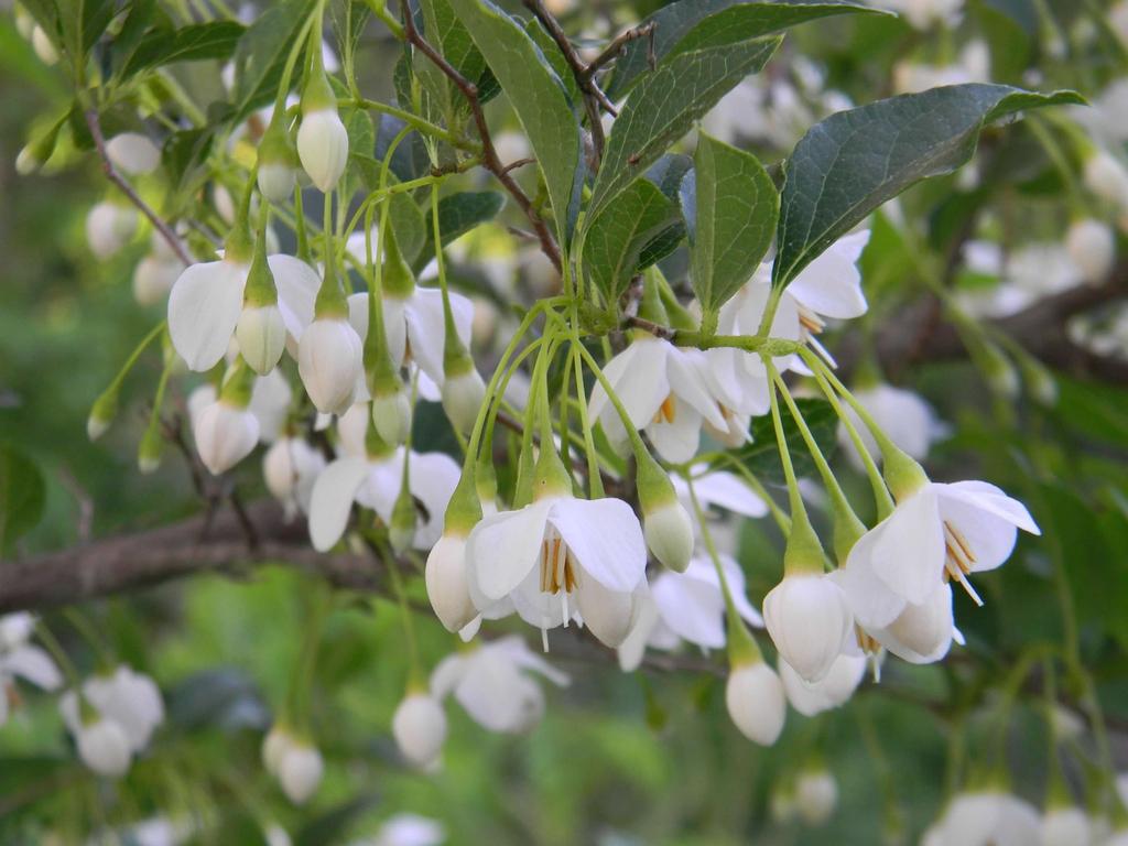 Styrax Japonicus - View 1 from www redcrocus com