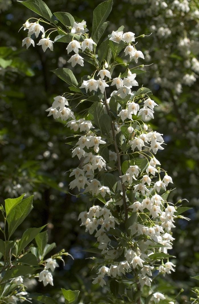 Styrax Japonicus - View 21 from www redcrocus com