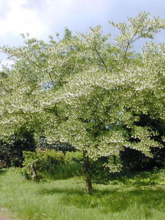 Styrax Japonicus - View 9 from www redcrocus com