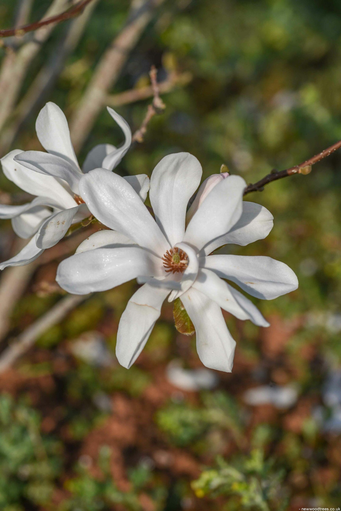 Magnolia Loebneri Merrill Multi Stem - View 10 from www redcrocus com
