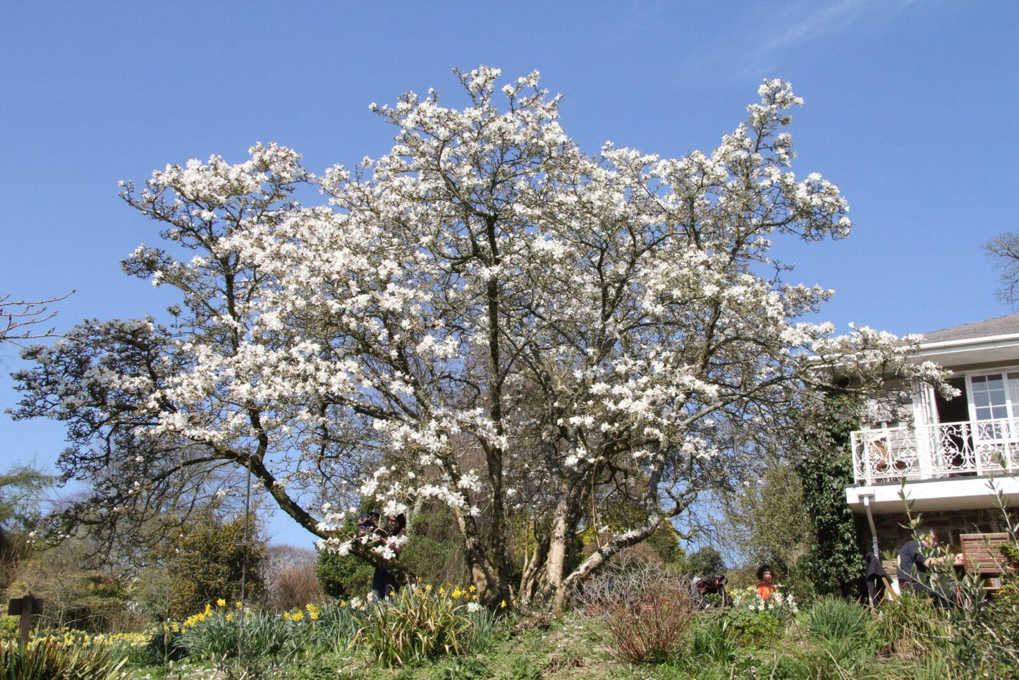 Magnolia Loebneri Merrill Multi Stem - View 17 from www redcrocus com