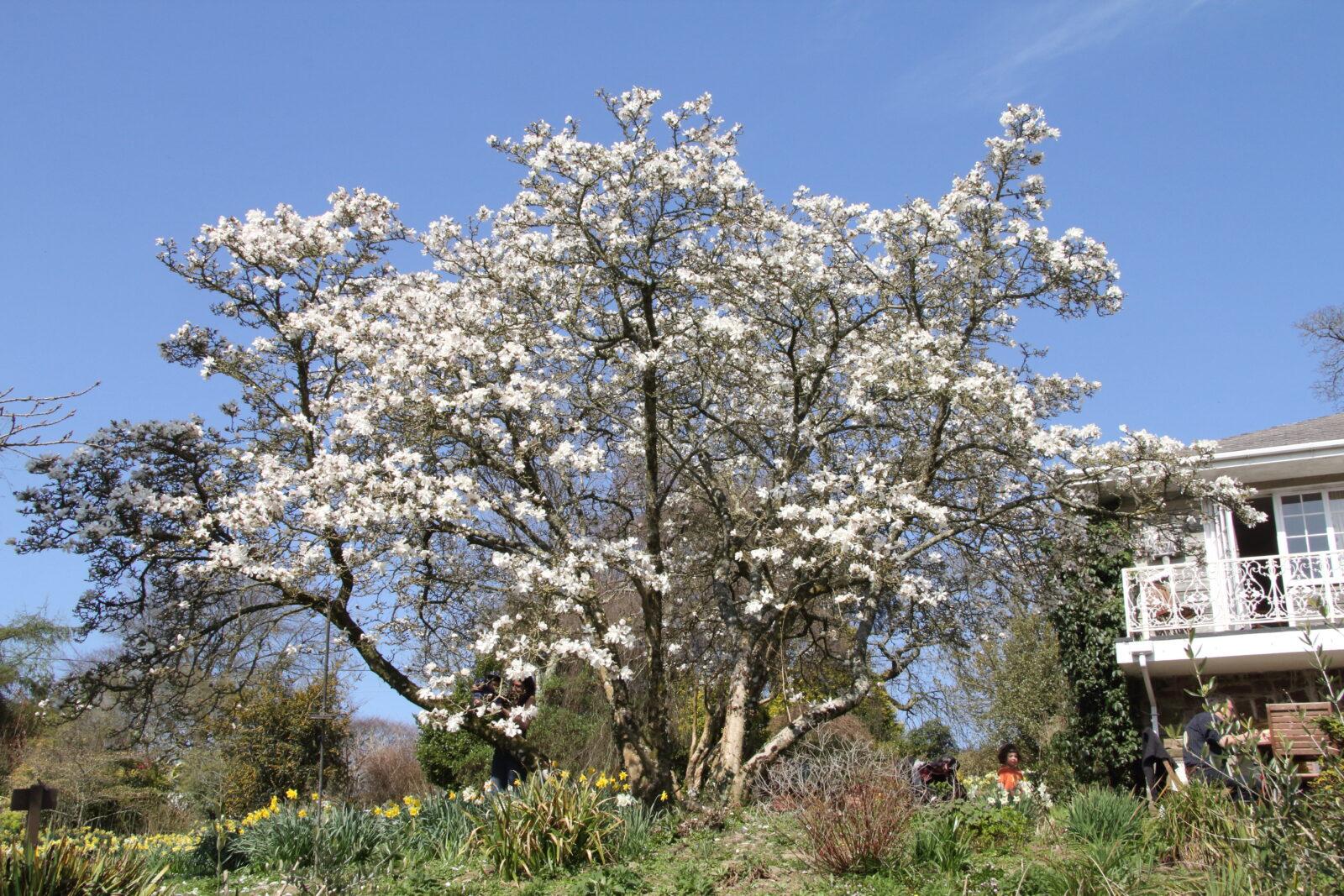 Magnolia Loebneri Merrill Multi Stem - View 17 from www redcrocus com