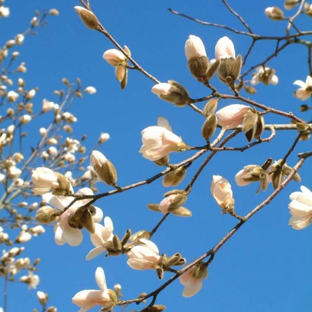 Magnolia Loebneri Merrill Multi Stem - View 3 from www redcrocus com