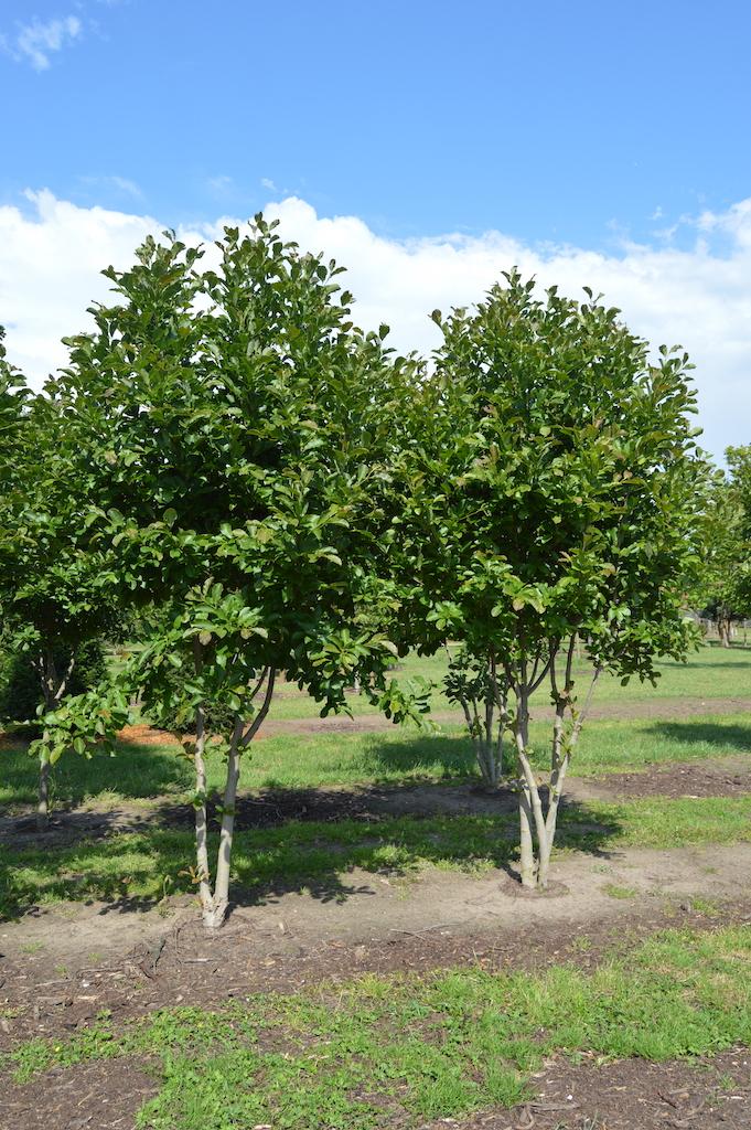 Magnolia Loebneri Merrill Multi Stem - View 6 from www redcrocus com