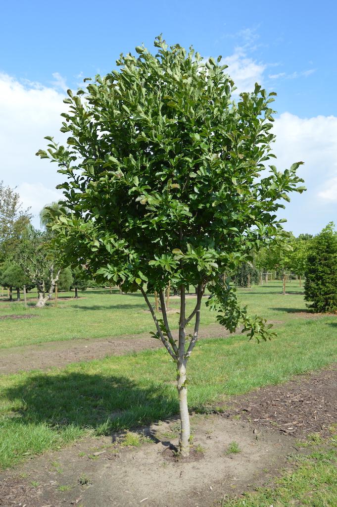 Magnolia Loebneri Merrill Multi Stem - View 9 from www redcrocus com